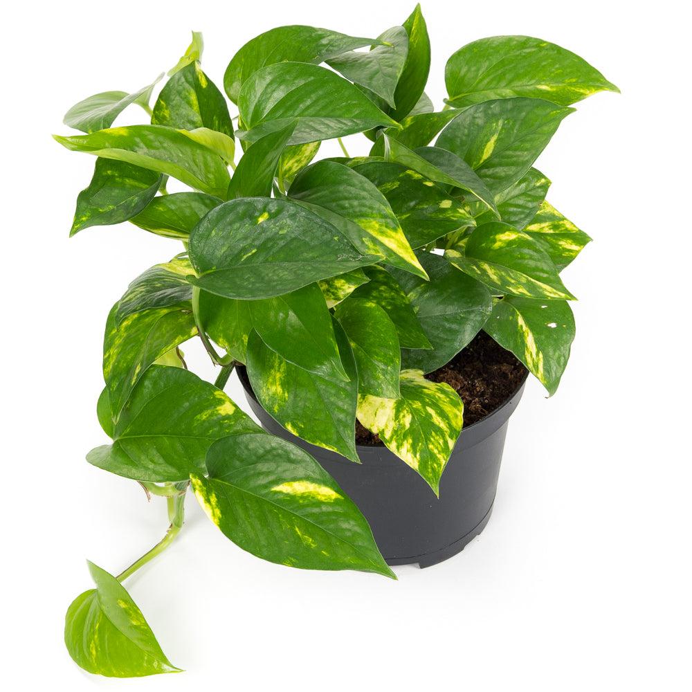 Money Plant